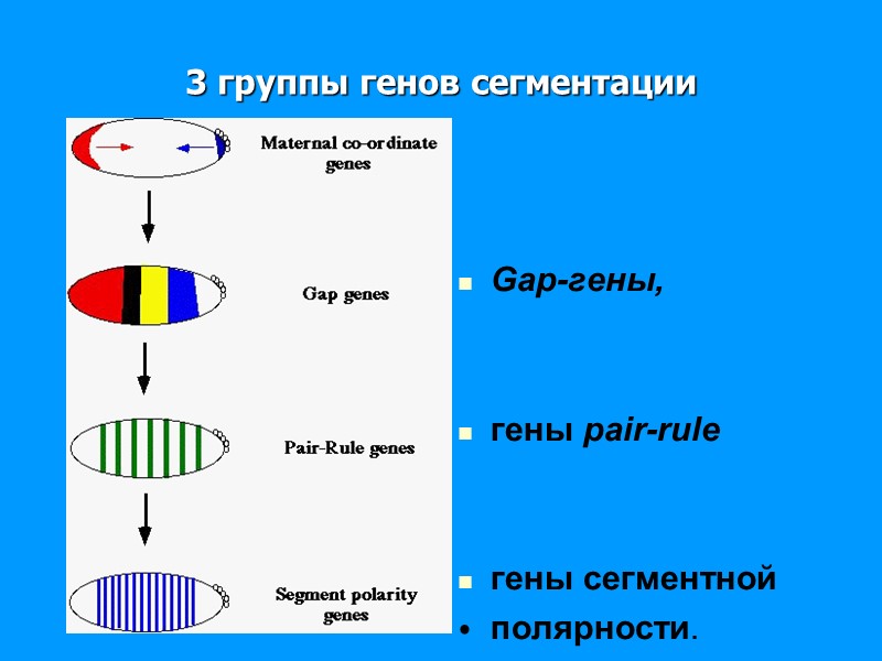 3 группы генов сегментации Gap-гены, гены pair-rule 3 группы генов сегментации Gap-гены, гены pair-rule